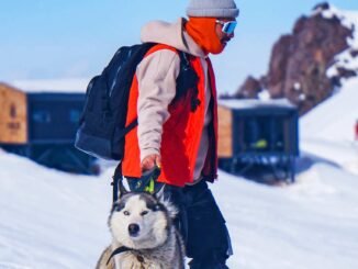 Person Walking Husky in the Snow