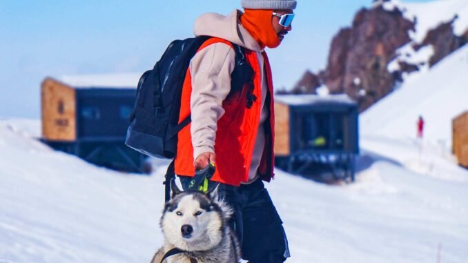 Person Walking Husky in the Snow